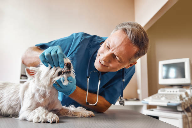 Best Emergency Root Canal Treatment in Wickes, AR